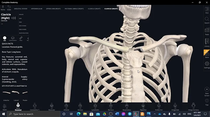 Anatomy - Lecture 3 By : Attaieb Shqeerat