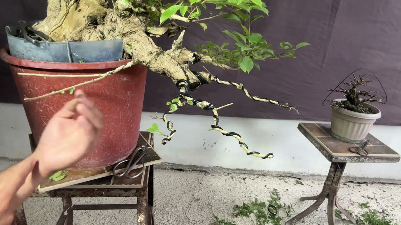 Vlog #9 Part 1: How to Wire and Layout My Tree | Step-by-Step Guide!