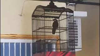 partai bebas murai medan vs poksay hongkong