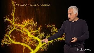 Jeff Lichtman (Harvard) Part 2: Neuromuscular Connectomics