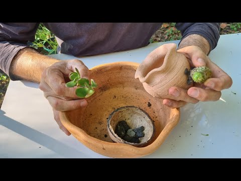 Video: Rikkoutuneen ruukun puutarhaideoita: kuinka tehdä puutarha rikkoutuneista ruukuista