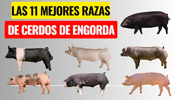 ¿Cuáles son los tres 3 tipos de cerdo?