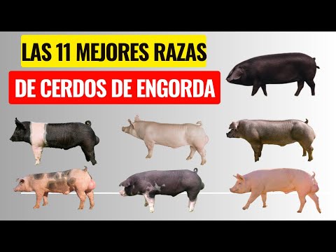 Las 11 mejores