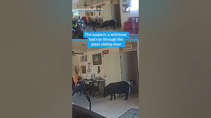 Bodycam captures pursuit of burglary suspect gone hog-wild