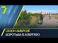 В Одесі у розпалі сезон боротьби із амброзією