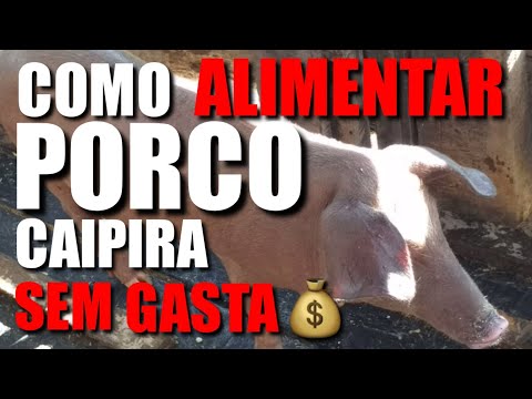 Vídeo: Como Alimentar Um Porco
