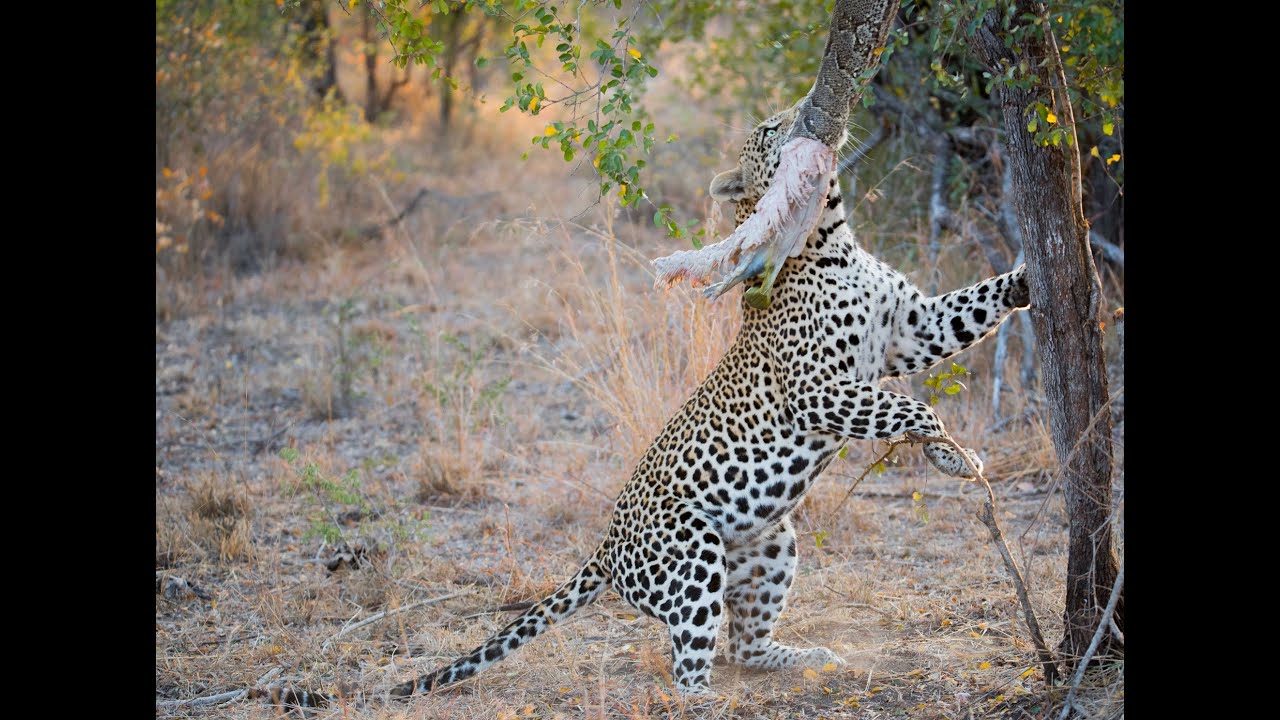Leopard vs Big Python Snake Real Fight - YouTube