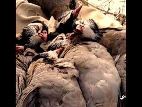 يارفيق العمر والدرب