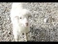 A Young Goat / Kid in New Zealand