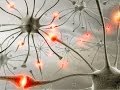 Bridging Synapses The Pathway to Learning