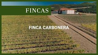Viñedos El Coto: descubre Finca Carbonera I El Coto de Rioja