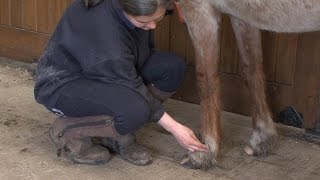 How to take a horse's pulse