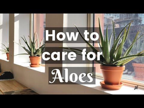 Aloe Vera Care Guide