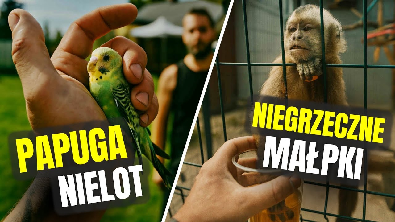 🦜 KUPIŁEM PAPUGI 🦜 + odwiedziliśmy alpaki i małpki  ! MOJE MINI ZOO / odc. 702