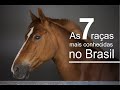 TOP 7 RAÇAS DE CAVALO MAIS CONHECIDAS NO BRASIL