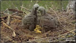 We are big and we have wings Explore Live Nature Cams Decorah Eagles - North Nest powered by EXPLORE