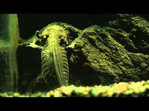 Video: Onko ambystoma maculatum myrkyllinen?