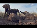 Fishan & the females at the mud wallow! And elephant, Limpopo doesn’t want to leave!