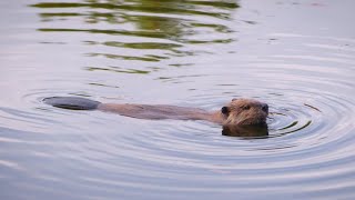 Nature: Beavers