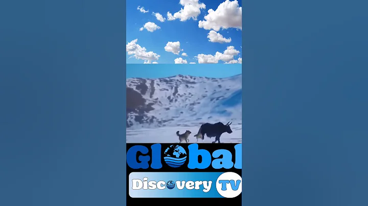 The yak kicked the wolf | yak vs wold #yak #wolf #shorts #viral