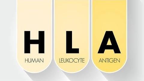 Human Leukocyte Antigen System  HLA; genes located on chromosome 6