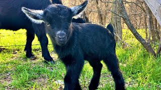 Our First Goat Kidding by Elder Moon Farm 68 views 1 year ago 19 minutes