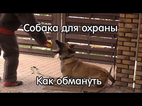 Вопрос: Использовали ли когда-нибудь малых шпицев как охранников Каким образом?