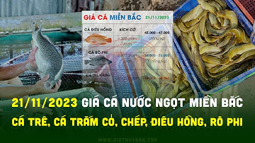 Cập nhật Giá Cá Miền Bắc 22/11/2023 ✅ Giá Cá Trê, Cá Chép, Cá Trắm Cỏ, Điêu Hồng, Cá Rô Phi, Ếch...
