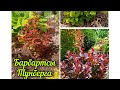 Барбарисы Тунберга - яркие кустарники 🌿🌿🌿для украшения сада🔥🔥🔥#садвцветах#барбарисы#мойсад