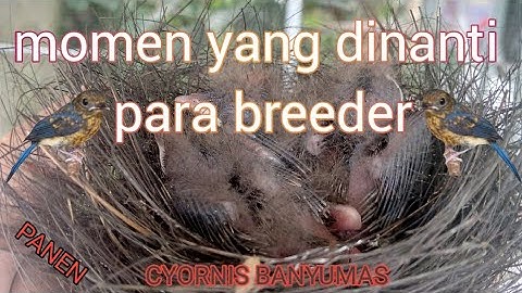 panen anak burung tledekan di aviary mini