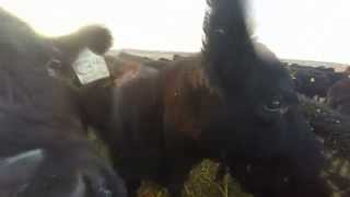 Cows Licking And Sniffing My Gopro Camera