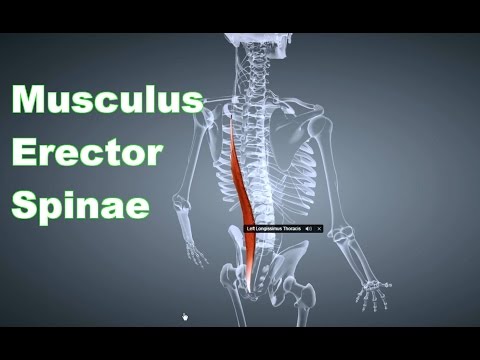 M. Erector Spinae Rückenstrecker: Ansatz, Ursprung, Funktion, Körperübung, B-Lizenz Prüfung