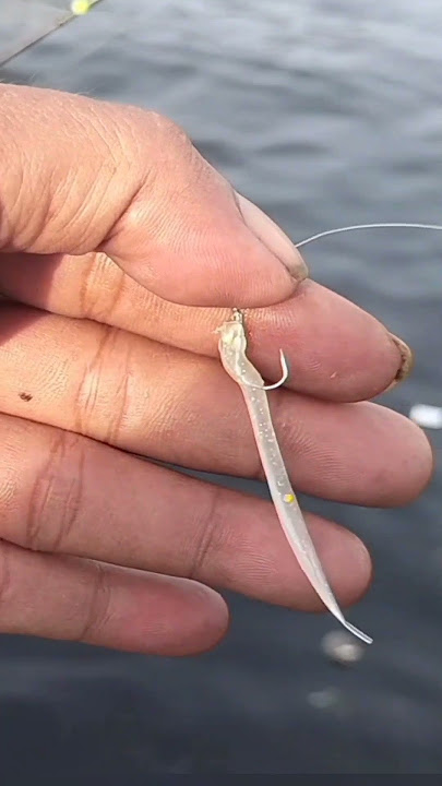 Heboh..!! Mancing Baby GT di bawah  Dermaga Kapal Laut dengan Umpan Softlure #shorts #shortvideo