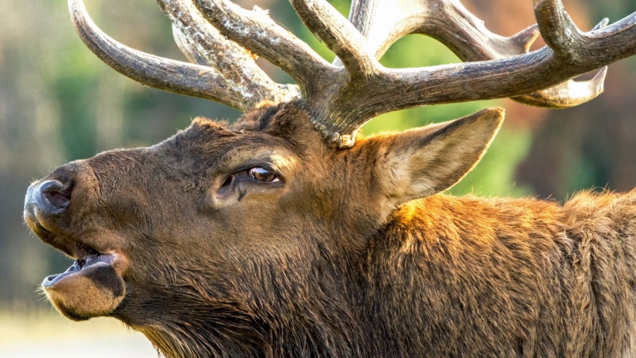 Biggest Elk Bull Starts to Form His Harem.. The "Sheriff" - YouTube