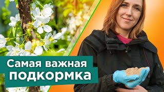 ПОДКОРМИТЕ ЭТИМ ЧЕРЕШНЮ, ВИШНЮ, СЛИВУ ВЕСНОЙ - все ягодки завяжутся, а деревья не будут болеть