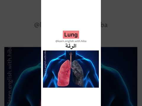 اعضاء الجسم الداخلية بالانجليزي جسم الانسان تعلم  تعلم التداول  اكسبلور