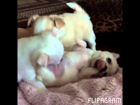 Adorable Chihuahua Puppies Watch With Sound On