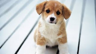 Funniest and Cutest DOGS Compilation by Love kittens 😻 18 views 1 year ago 1 minute, 16 seconds