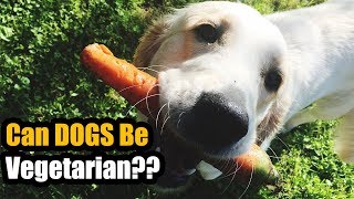 Can Dogs Eat Only Veg Food?? : TUC