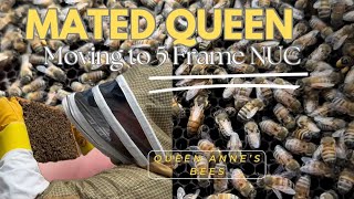 Mated Queen Gets Moved From 2 Frame NUC to 5 Frame NUC - March 17th, 2024