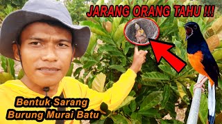 Download Lagu Petualang Di Alam Mencari Sarang Burung Murai Batu Medan MP3