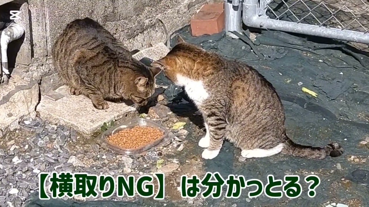 またまた新顔🤭保育園ルール説明する[みー坊]😙…🌠2951