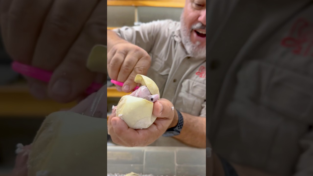 Hatching A Super Rare Baby Snake 