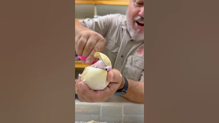 Hatching a Super Rare Baby Snake🤩🙌