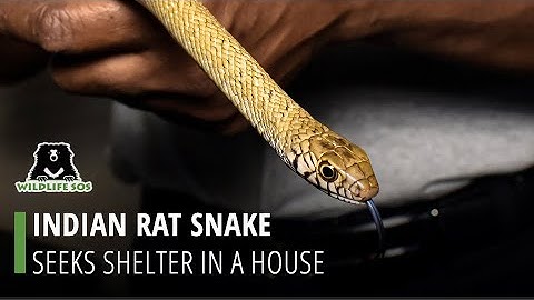 Rat Snake Enter Home To Seek Shelter From The Heat