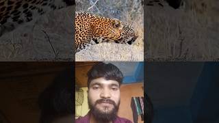 ghayal cheta bagha 😱 #duet #wildliferescue #animals