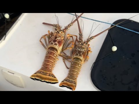 He caught Lobster