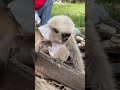 #babymonkey #Animal #cuteanimal #babygibbon #apes #babyapes