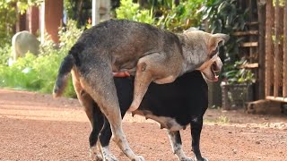 Dogs Mating First Time at Home 2022