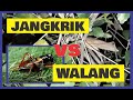 MASTERAN SUARA BELALANG KECEK DAN JANGKRIK SAWAH JERNIH